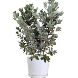 Silver Buttonwood